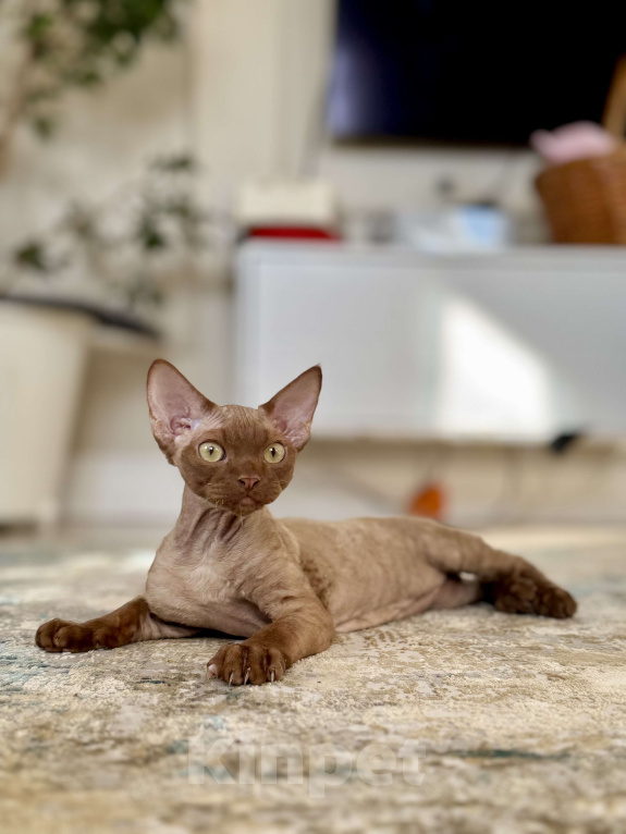 Кошки в Москве: Мальчик шоколадный Quick  Мальчик, 50 000 руб. - фото 8