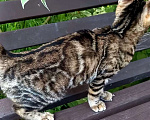 Кошки в Москве: Бенгальская девочка Девочка, 30 000 руб. - фото 3