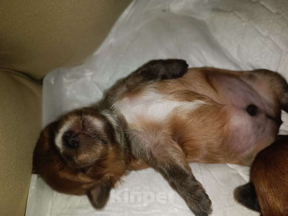 Собаки в Мытищах: Продажа Маленький руссаленок Мальчик, 70 000 руб. - фото 6