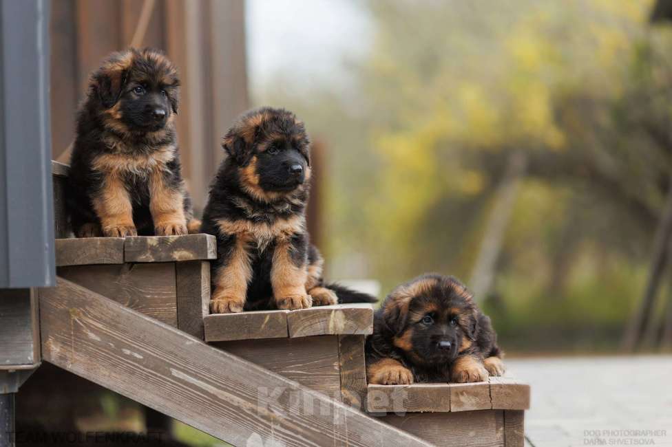 Собаки в Волгограде: Длинношерстная немецкая овчарка Разнополые, Бесплатно - фото 1