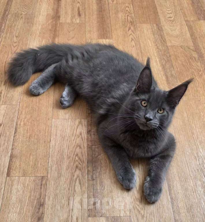 Кошки в Санкт-Петербурге: Продажа мейн-кун питомник Мальчик, 100 000 руб. - фото 10