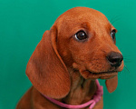Собаки в Твери: Девочка розовая лента Девочка, 50 000 руб. - фото 2