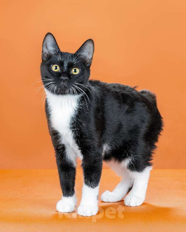 Кошки в Омске: кошечка курильского бобтейла Девочка, 30 000 руб. - фото 4