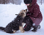 Собаки в Москве: Миниатюрный бородатик в добрые руки Мальчик, Бесплатно - фото 4