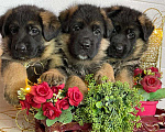 Собаки в Ейске: щенки Немецкой овчарки Девочка, Бесплатно - фото 1