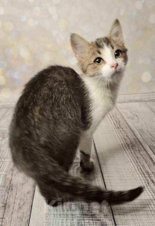 Кошки в Москве: Котёнок в добрые руки  Мальчик, Бесплатно - фото 5