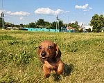 Собаки в Москве: Щеночки кроличьей таксы, 36 000 руб. - фото 3
