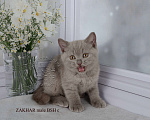 Кошки в Санкт-Петербурге: Британский котик лилового окраса Мальчик, 33 000 руб. - фото 6