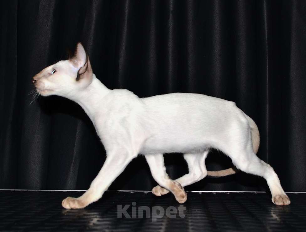 Кошки в Глазове: Финик Мальчик, Бесплатно - фото 5