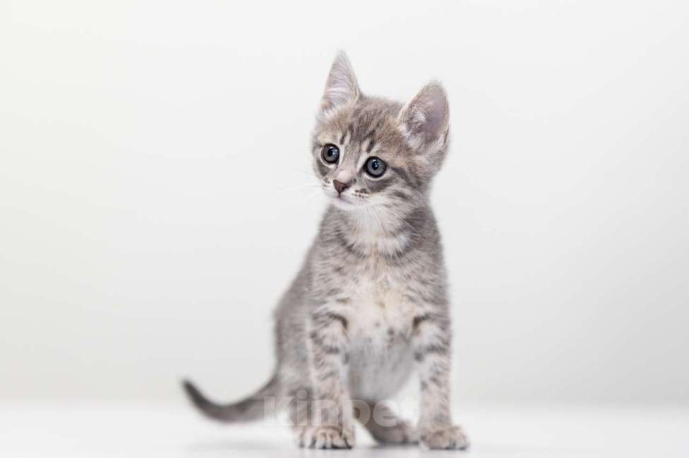 Кошки в Москве: Репка Девочка, Бесплатно - фото 2