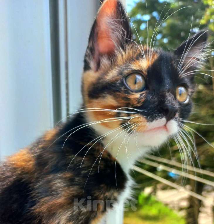 Кошки в Орле: Кошка даром Девочка, Бесплатно - фото 2