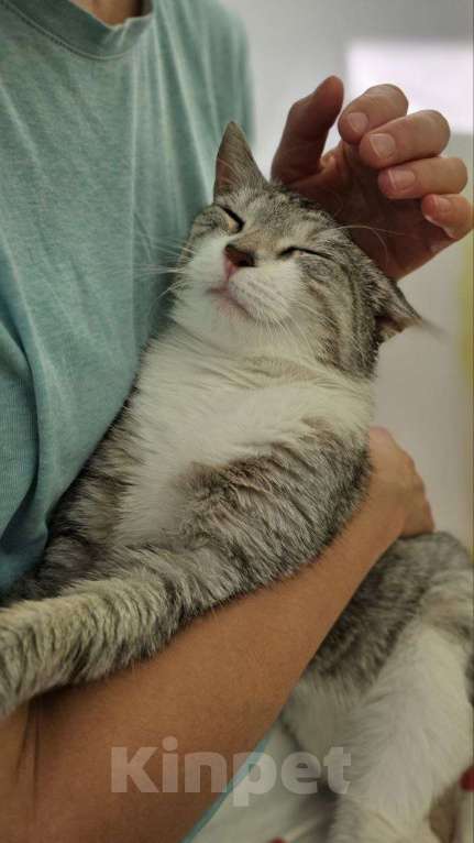 Кошки в Москве: Полынька — ангел в кошачьем обличье! Девочка, Бесплатно - фото 4