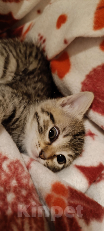 Кошки в Химках: Котёнок-девочка Девочка, 1 500 руб. - фото 5