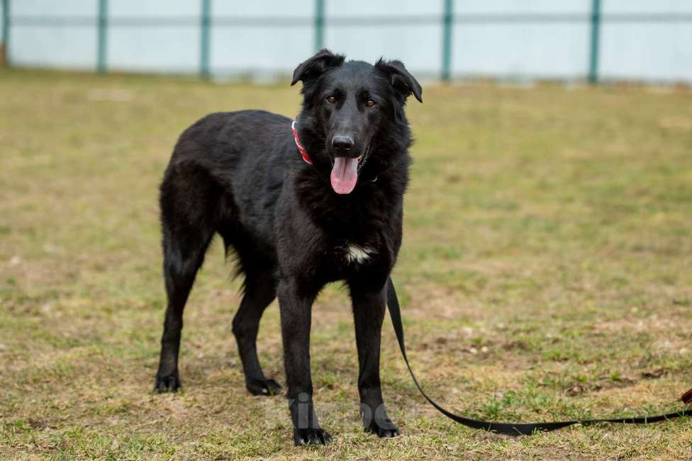 Собаки в Москве: Вальтер Мальчик, Бесплатно - фото 9