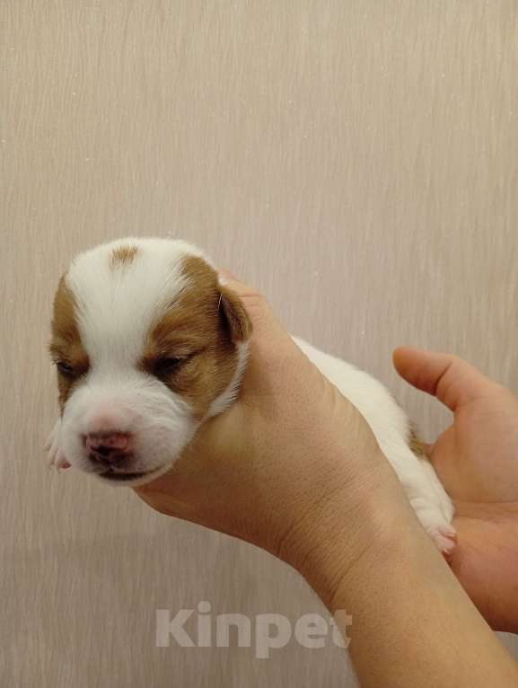 Собаки в Дмитрове: Мальчик Мальчик, 30 000 руб. - фото 1