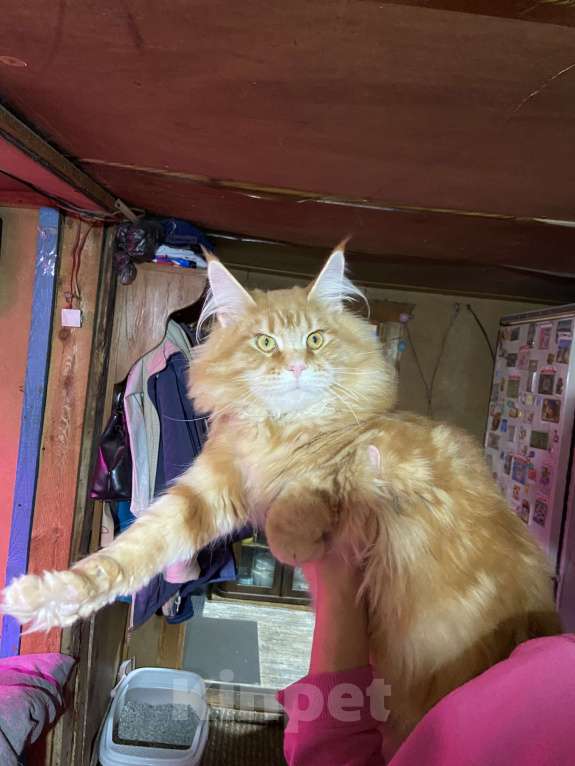 Кошки в Москве: Рыжая красотка мейн-кун Девочка, 35 000 руб. - фото 1