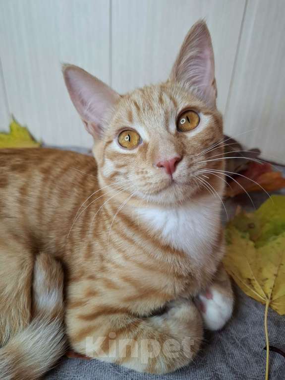 Кошки в Москве: Котёнок с глазами апельсинового цвета в добрые руки  Мальчик, Бесплатно - фото 2