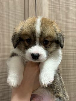 Щенок корги