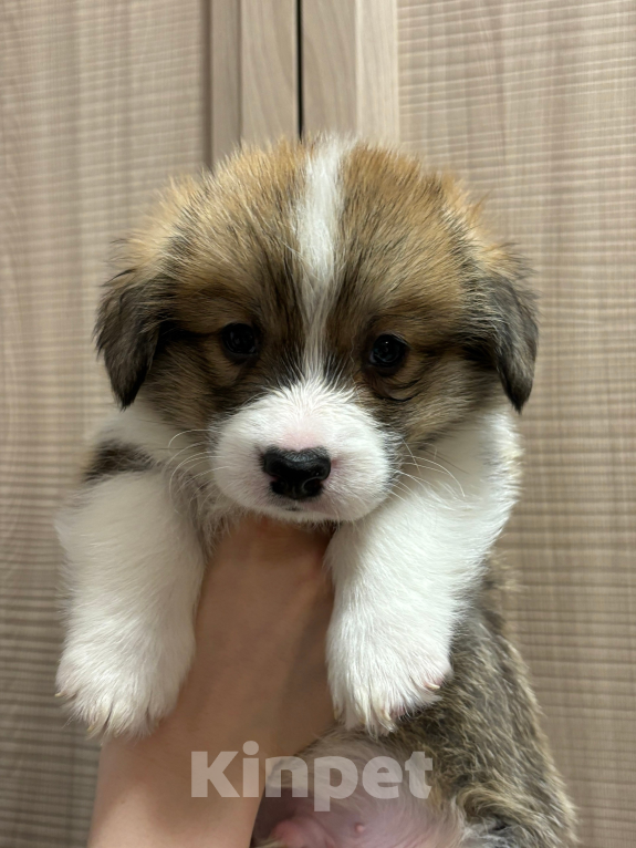 Собаки в Орле: Щенок корги Мальчик, 40 000 руб. - фото 1