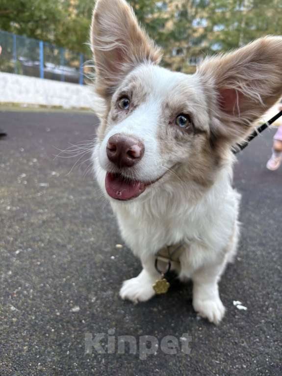 Собаки в Санкт-Петербурге: Щенок корги кардиган мраморный  Мальчик, 15 000 руб. - фото 4
