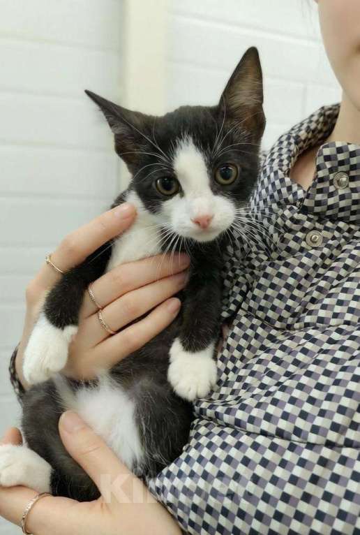 Кошки в Москве: Котёнок девочка Девочка, Бесплатно - фото 7