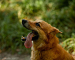Собаки в Москве: Фил Мальчик, Бесплатно - фото 7