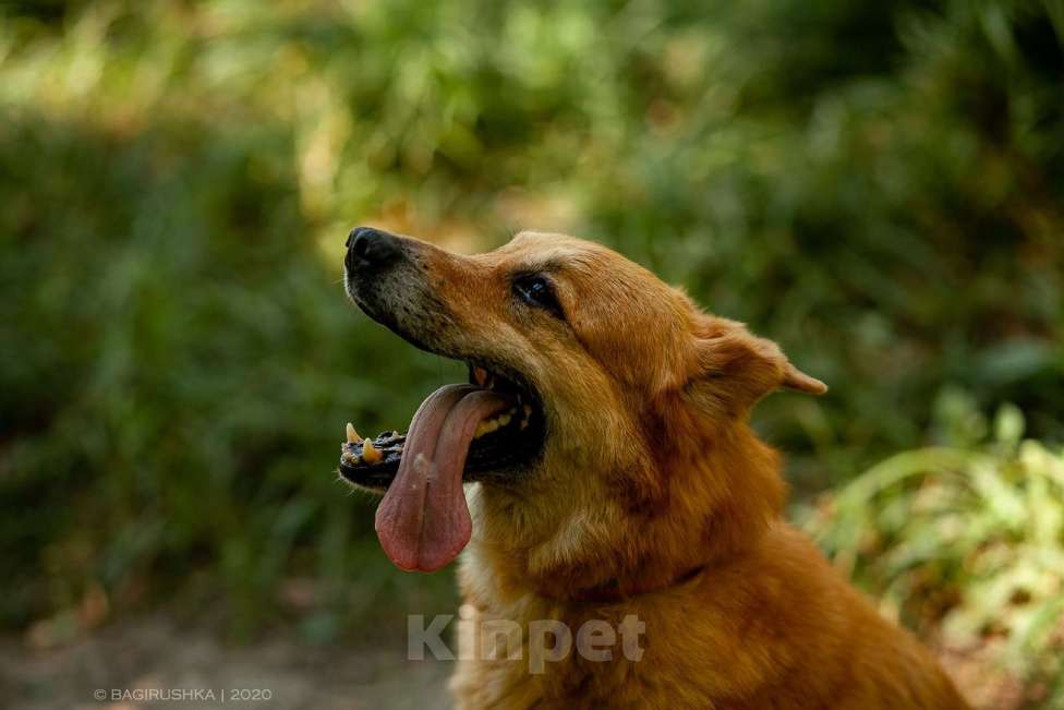 Собаки в Москве: Фил Мальчик, Бесплатно - фото 7