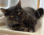 Кошки в Москве: Изюминка ищет дом  Девочка, Бесплатно - фото 1