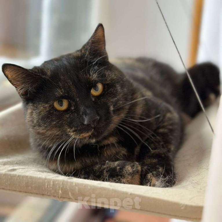 Кошки в Москве: Изюминка ищет дом  Девочка, Бесплатно - фото 1