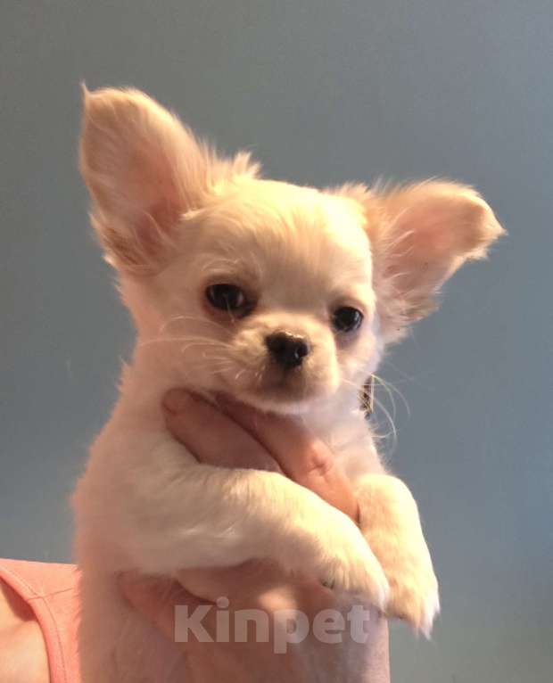 Собаки в Москве: Житель Планеты Сокровищ Мальчик, 45 000 руб. - фото 1