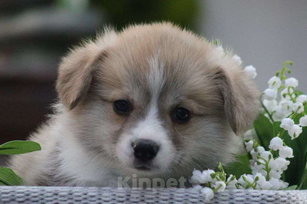 Собаки в других городах Краснодарского края: Пьер Дебург Эминский щенок корги Мальчик, 70 000 руб. - фото 5