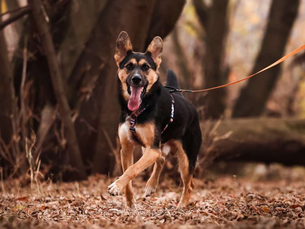 Собаки в Москве: Молодой пес в добрые руки Мальчик, Бесплатно - фото 6