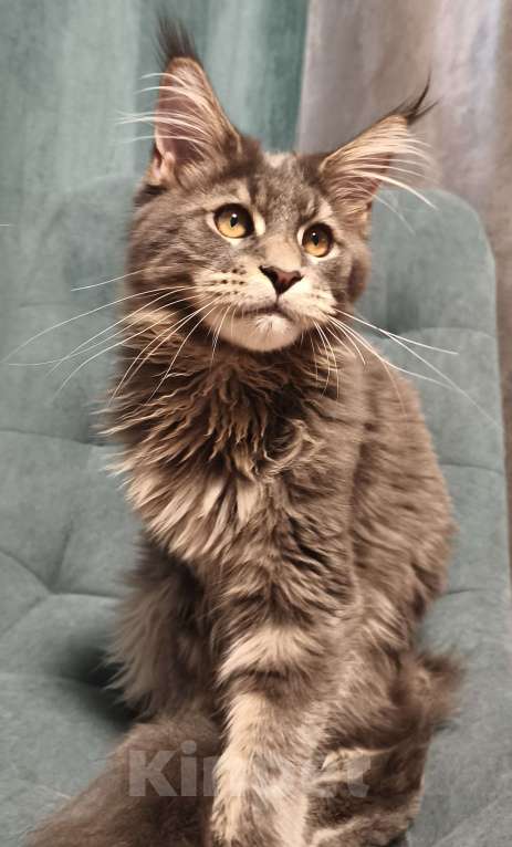 Кошки в Москве: Ласковый малыш Мейн-Кун Мальчик, 100 000 руб. - фото 3