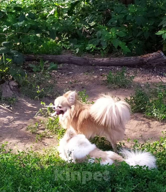 Собаки в Московском: красивый чихуахуа дш кобель чемпион для вязки Москва Мальчик, 10 000 руб. - фото 5