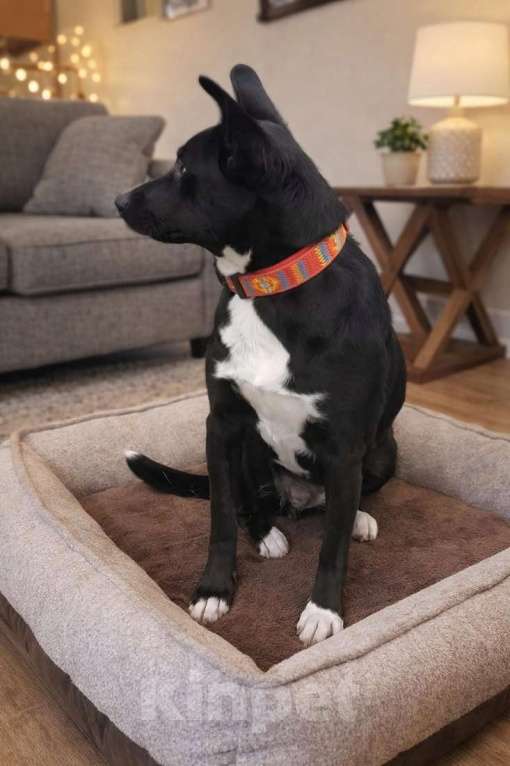 Собаки в Москве: Марси чудесная собака-компаньон ищет дом! Девочка, Бесплатно - фото 3