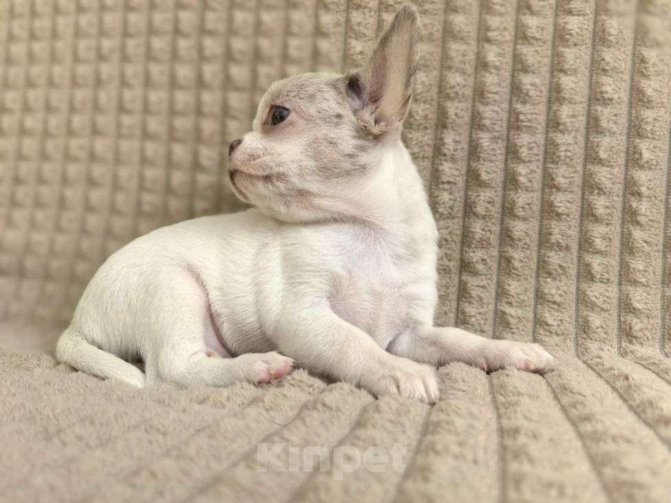 Собаки в Воронеже: Мальчик мерле Мальчик, 20 000 руб. - фото 2