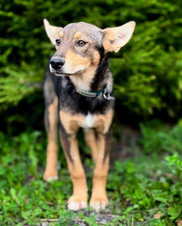 Собаки в Москве: Маленькая принцесса Рита с умными глазами в поисках своего дома Девочка, 1 руб. - фото 2