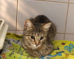 Кошки в Воронеже: Кошка в добрые руки Девочка, Бесплатно - фото 2