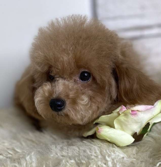 Собаки в Москве: Той пудель РКФ девочка Мальчик, 85 000 руб. - фото 1