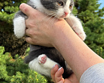Кошки в Сосновом Бору: Котенок Кексик Мальчик, Бесплатно - фото 3