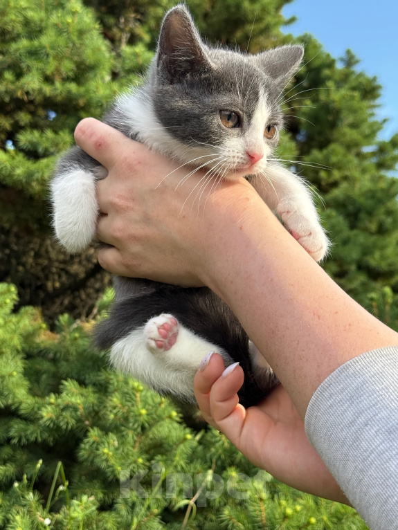 Кошки в Сосновом Бору: Котенок Кексик Мальчик, Бесплатно - фото 3
