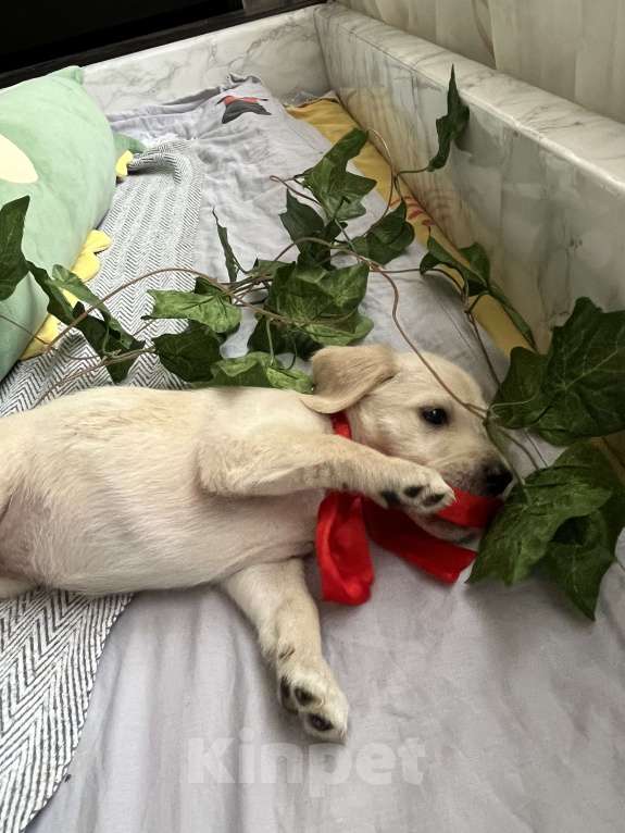 Собаки в Краснодаре: Щенок  Девочка, 3 000 руб. - фото 1