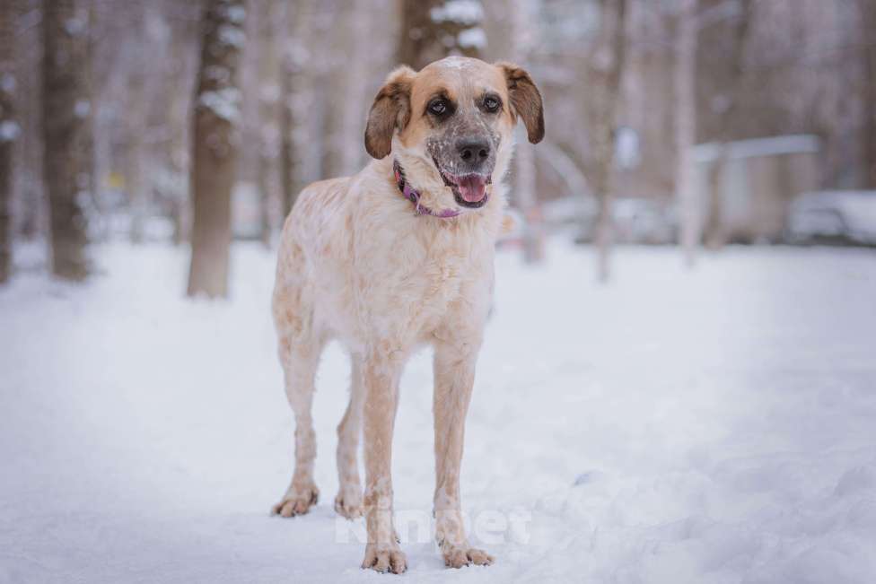 Собаки в Москве: Гера Девочка, Бесплатно - фото 4