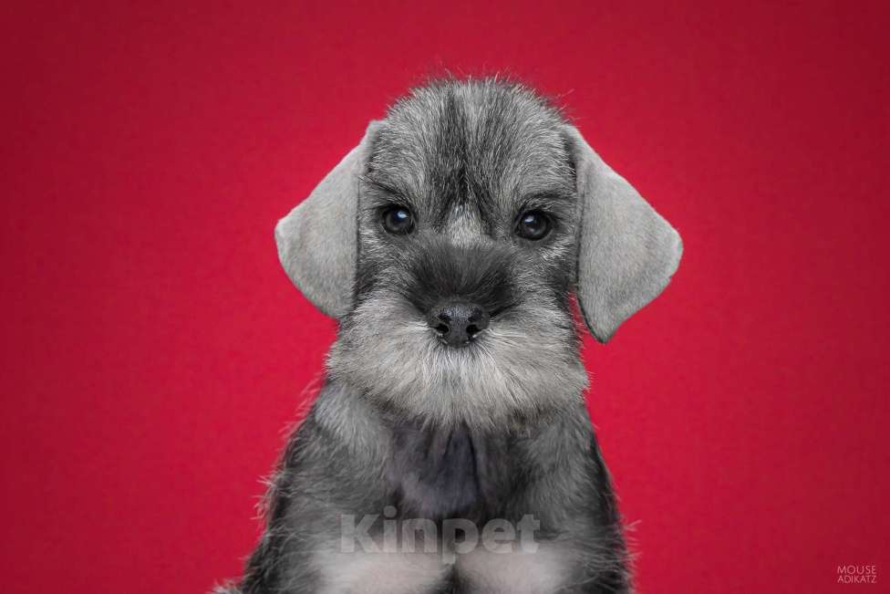 Собаки в Ижевске: Шнауцер щенки Девочка, 40 руб. - фото 1