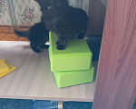 Кошки в Кирове: Отдам котят в хорошие руки. Или утоплю!:-) Мальчик, Бесплатно - фото 4