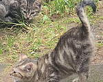 Кошки в других городах Ленинградской области: Котята 2,5 мес ищут дом, срочно! Им не выжить за городом! Разнополые, Бесплатно - фото 10