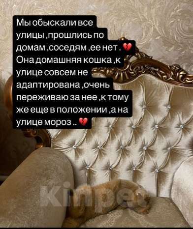 Кошки в Махачкале: потерялась кошка Девочка, 1 000 руб. - фото 4