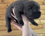 Собаки в Москве: Щенки кане Корсо Мальчик, Бесплатно - фото 1