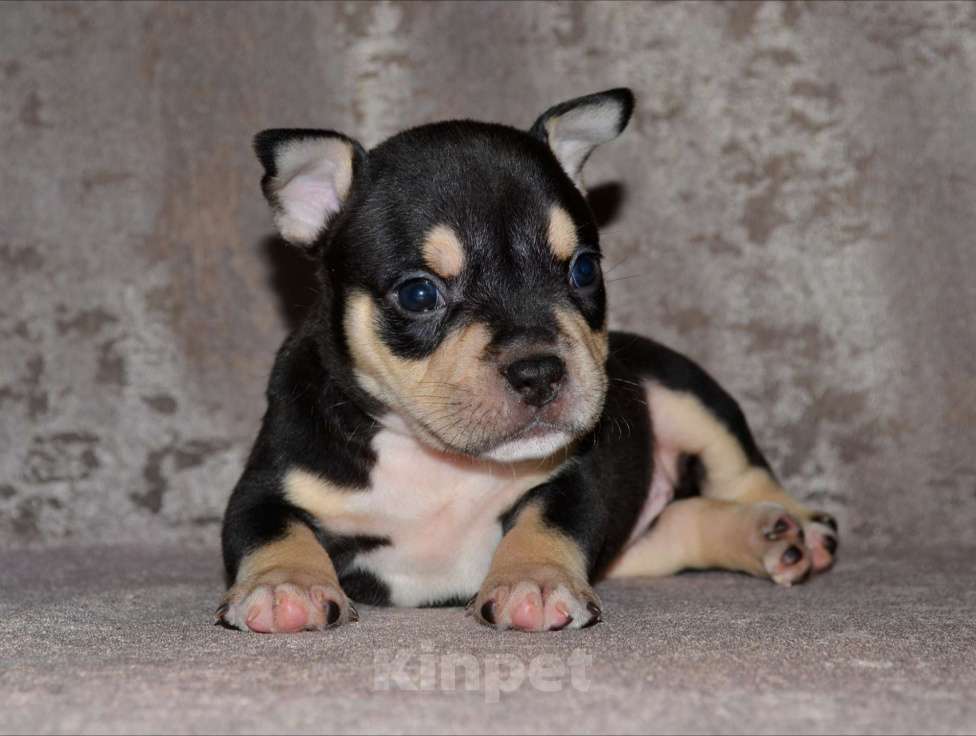 Собаки в Москве: Щенки Американский булли Мальчик, 80 000 руб. - фото 8