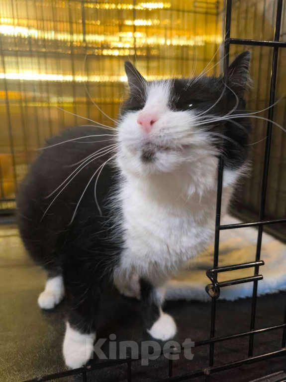 Кошки в Москве: "Фото попробуем, но результат не обещаем" Девочка, Бесплатно - фото 3